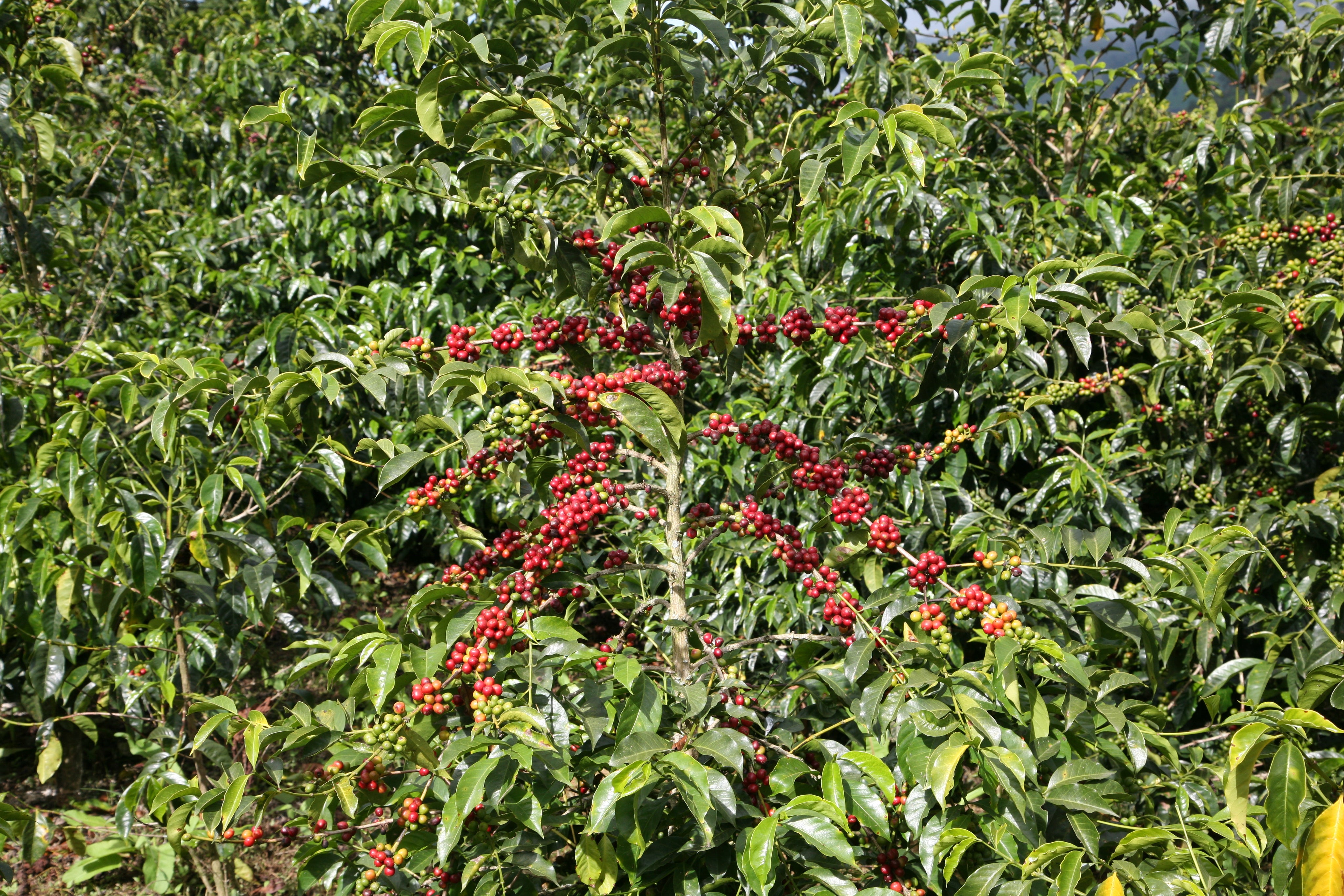 エクアドル フィンカ ルグマパタ - メホラド