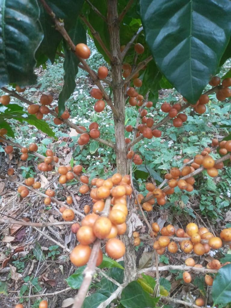 エルサルバドル産 フィンカ・ネハパ - イエローパカマラハニー **次回焙煎日: 3月22日(水)