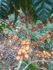 エルサルバドル産 フィンカ・ネハパ - イエローパカマラハニー **次回焙煎日: 3月22日(水)