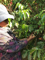 マダガスカルイエローバーボンナチュラル