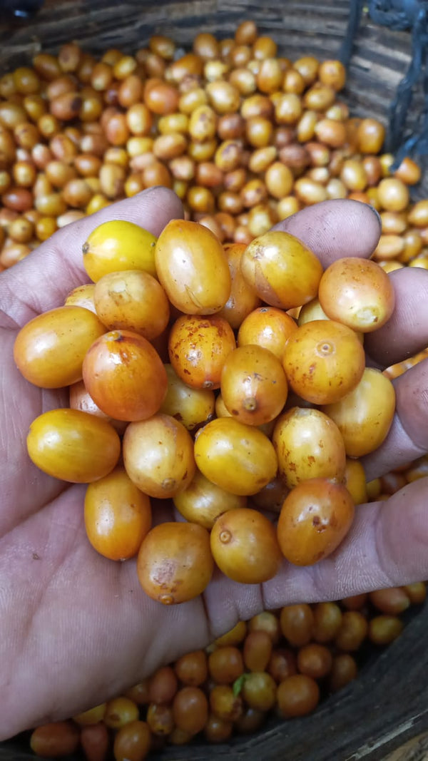 El Salvador Finca Nejapa - Yellow Pacamara Honey **Next Roast Date: Wednesday, March 22