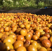 スマトライエローバーボン - リサ＆レオのオーガニック