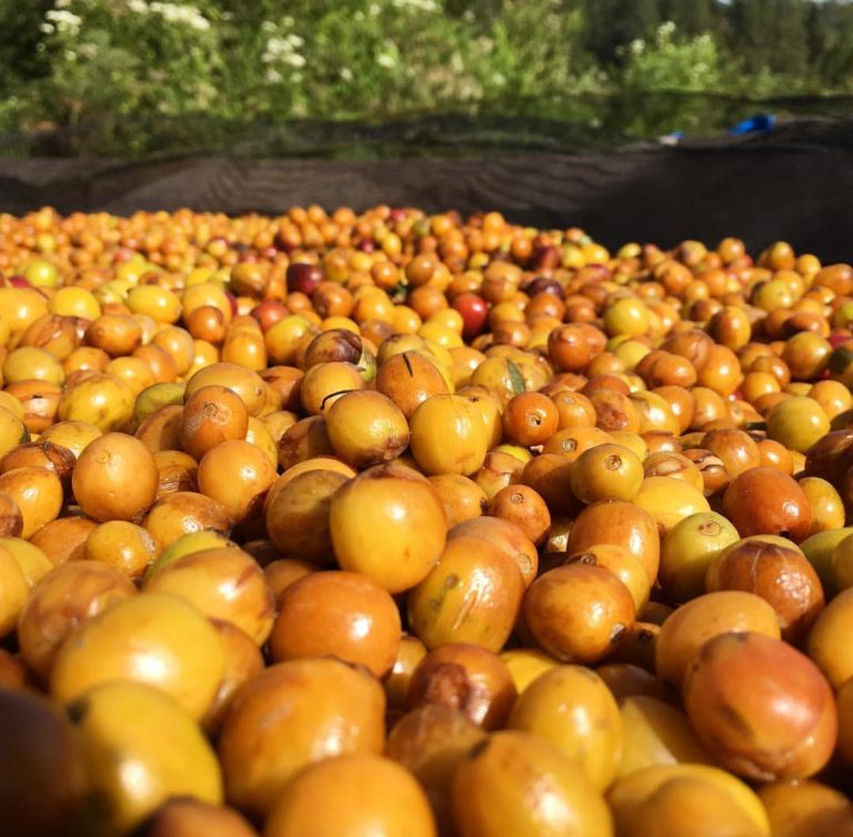 スマトライエローバーボン - リサ＆レオのオーガニック