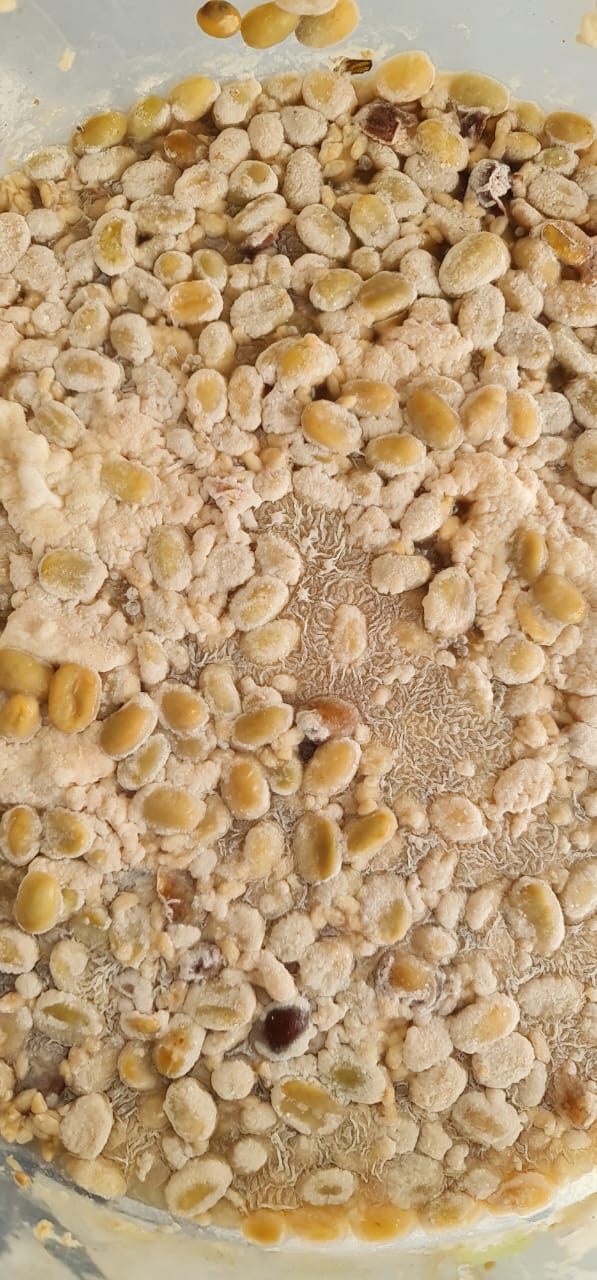 Colombia Granja Paraíso-92- Papayo Kōji Light Roast Coffee 