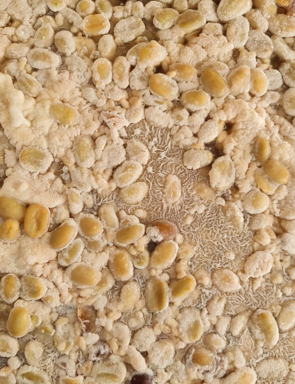 Colombia Granja Paraíso-92- Papayo Kōji Light Roast Coffee 