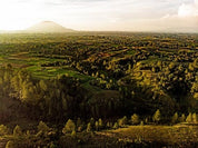 スマトラシマンゴの森