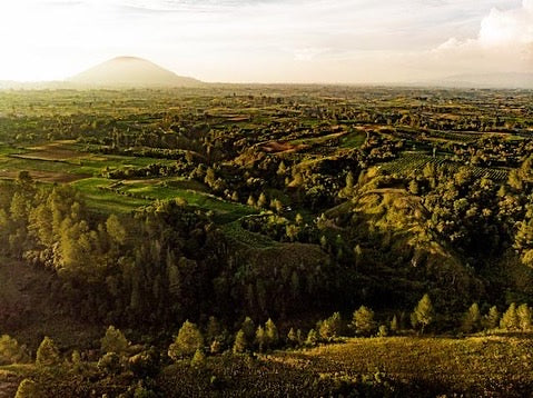 スマトラシマンゴの森