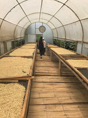 Ecuador Olger Rogel - Sidra Washed