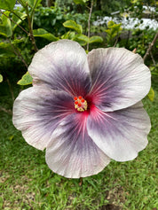 Kona Coffee Anaerobic Washed - Black Rock Farm