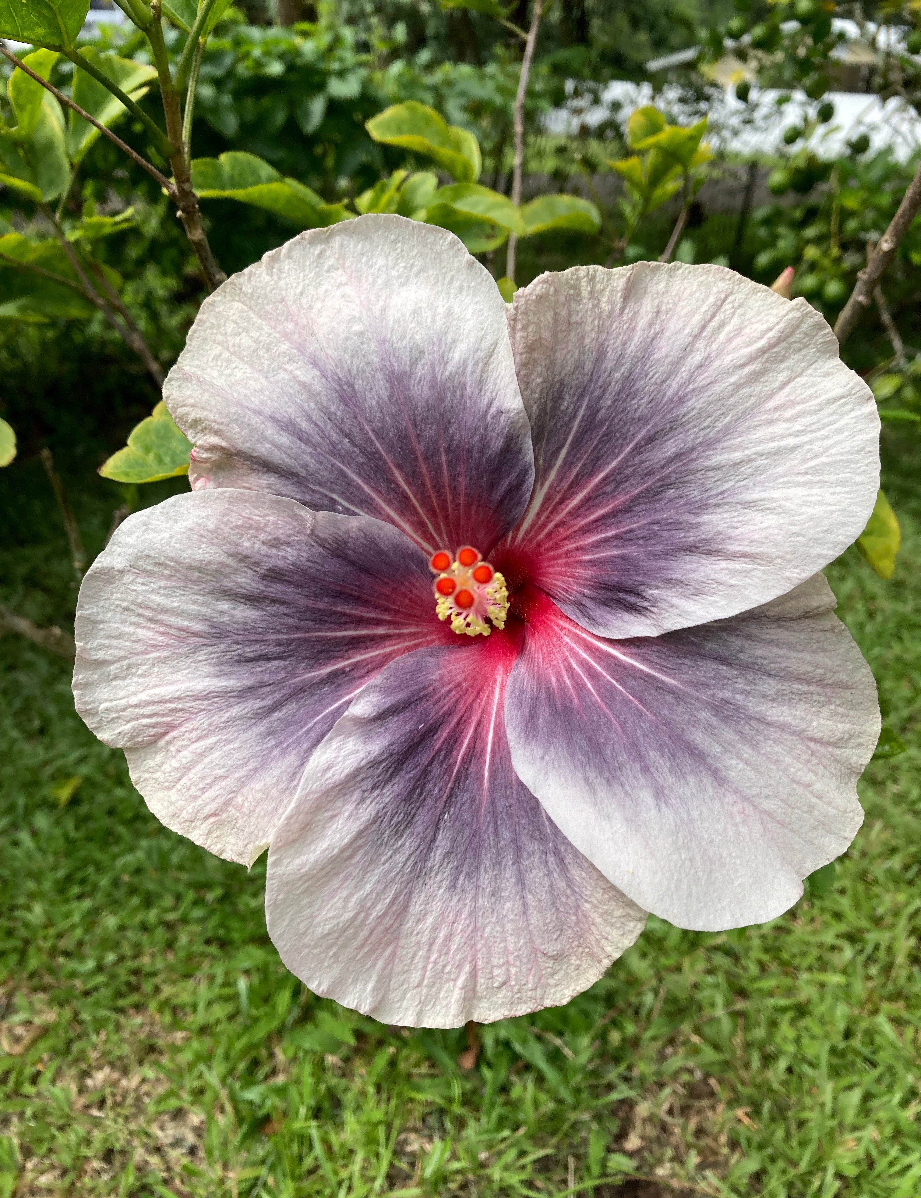 Kona Coffee Anaerobic Washed - Black Rock Farm