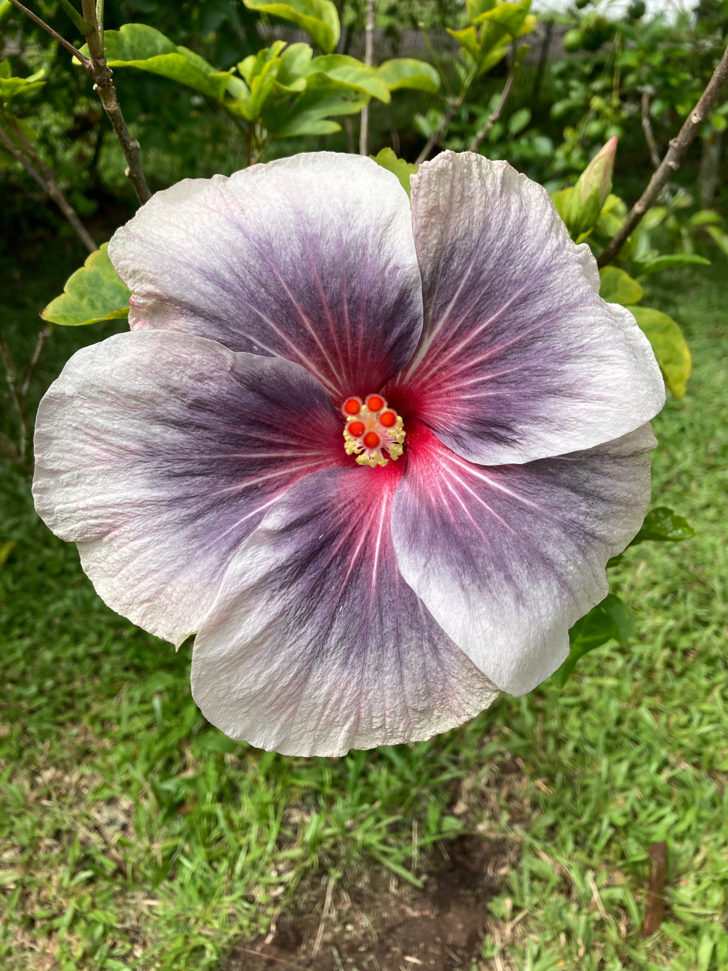 Kona Coffee Beans Anaerobic Washed - Black Rock Farm