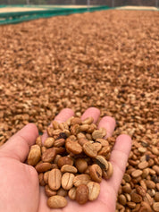 ベトナム産オレンジバーボン嫌気性ハニー