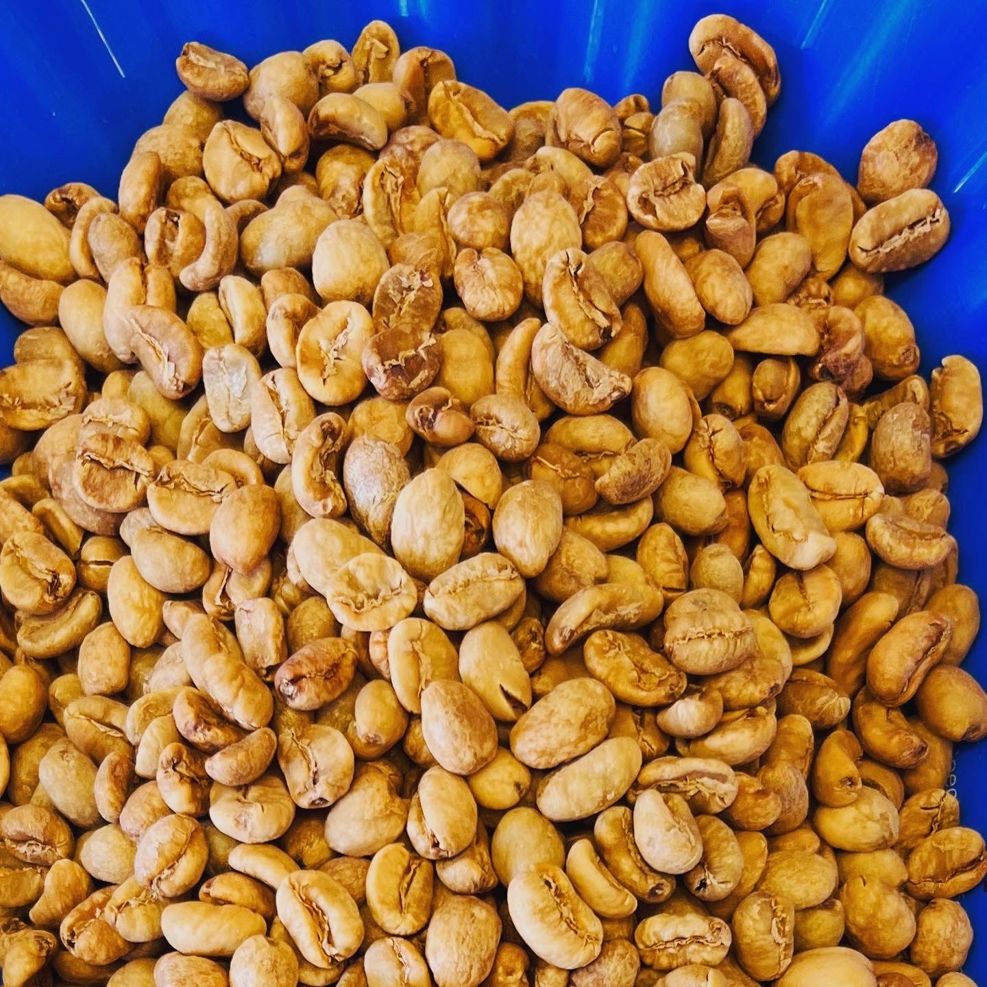 熟成スマトラセミガ7