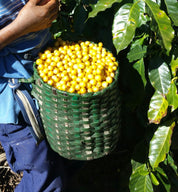 ホンジュラス イエロー パカス - フィンカ セロ アズール