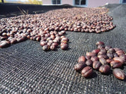 Panama Mama Cata Geisha Champagne Natural **Next Roast Date: Wednesday, March 22