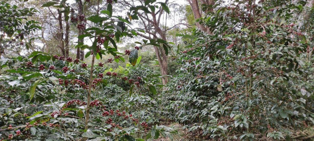 エクアドル タザ ドラダ 1位 -Clara Luz Geisha Natural