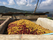 熟成タイ メージャンタイ 2015