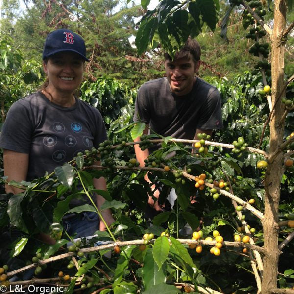 スマトライエローバーボン - リサ＆レオのオーガニック