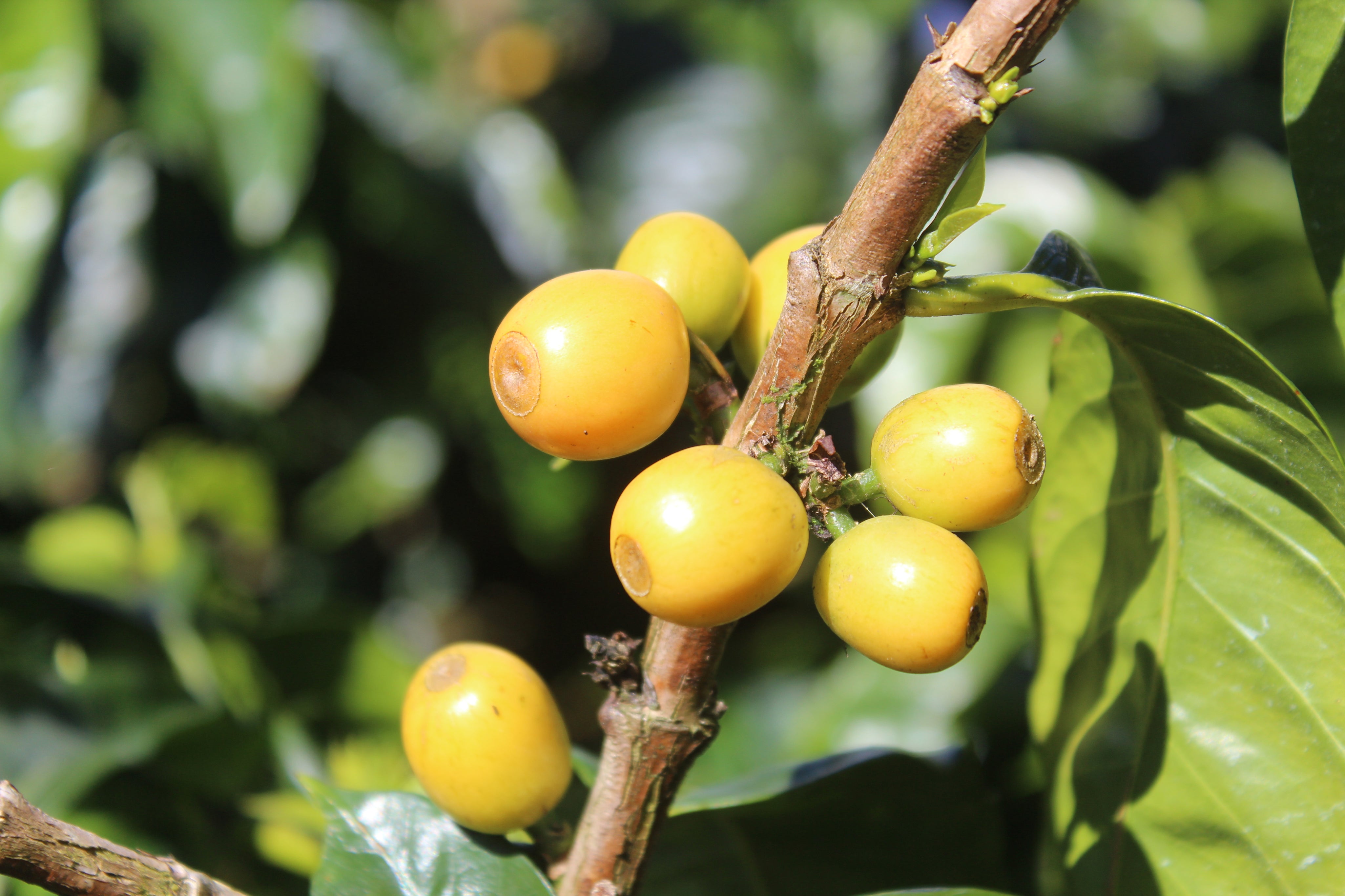 ホンジュラス イエロー パカス - フィンカ セロ アズール