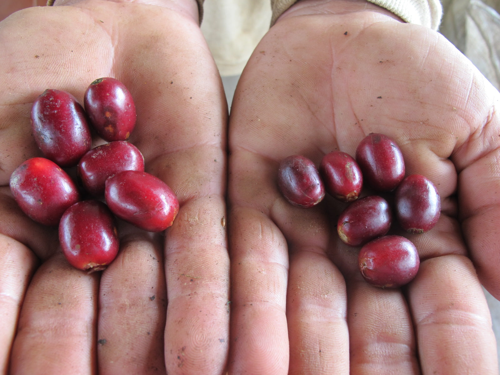 Coffea Diversa Guatemala Geisha Queen Honey packshot