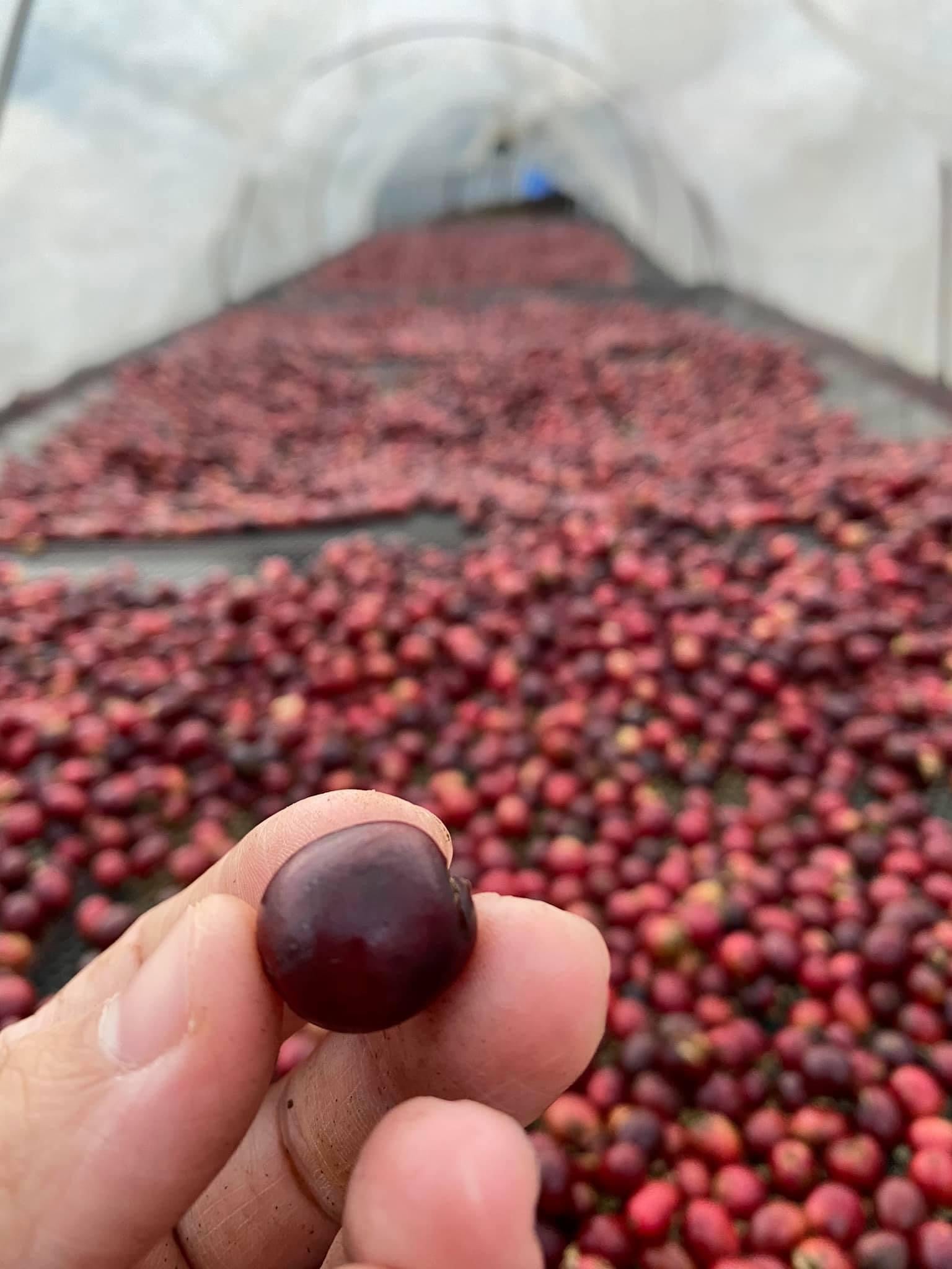 Thailand Doi Saket Champagne Natural