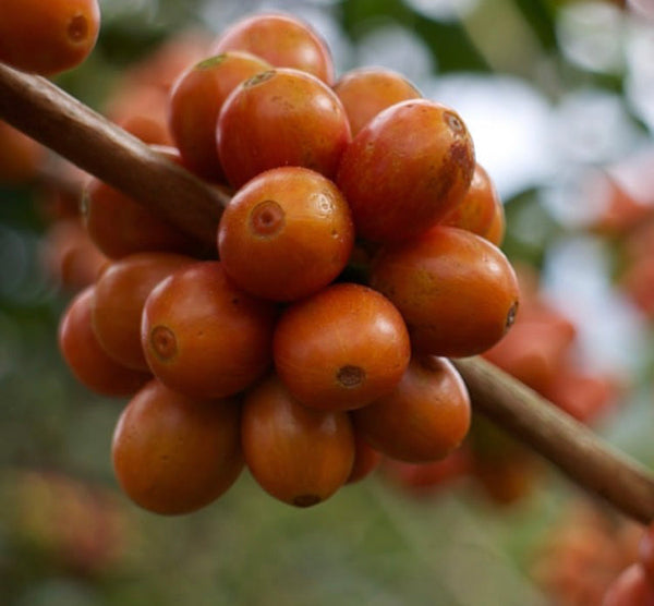 Honduras Lalita Orange Bourbon Natural