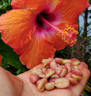 Ka'u Pink Honey - Miranda Farms