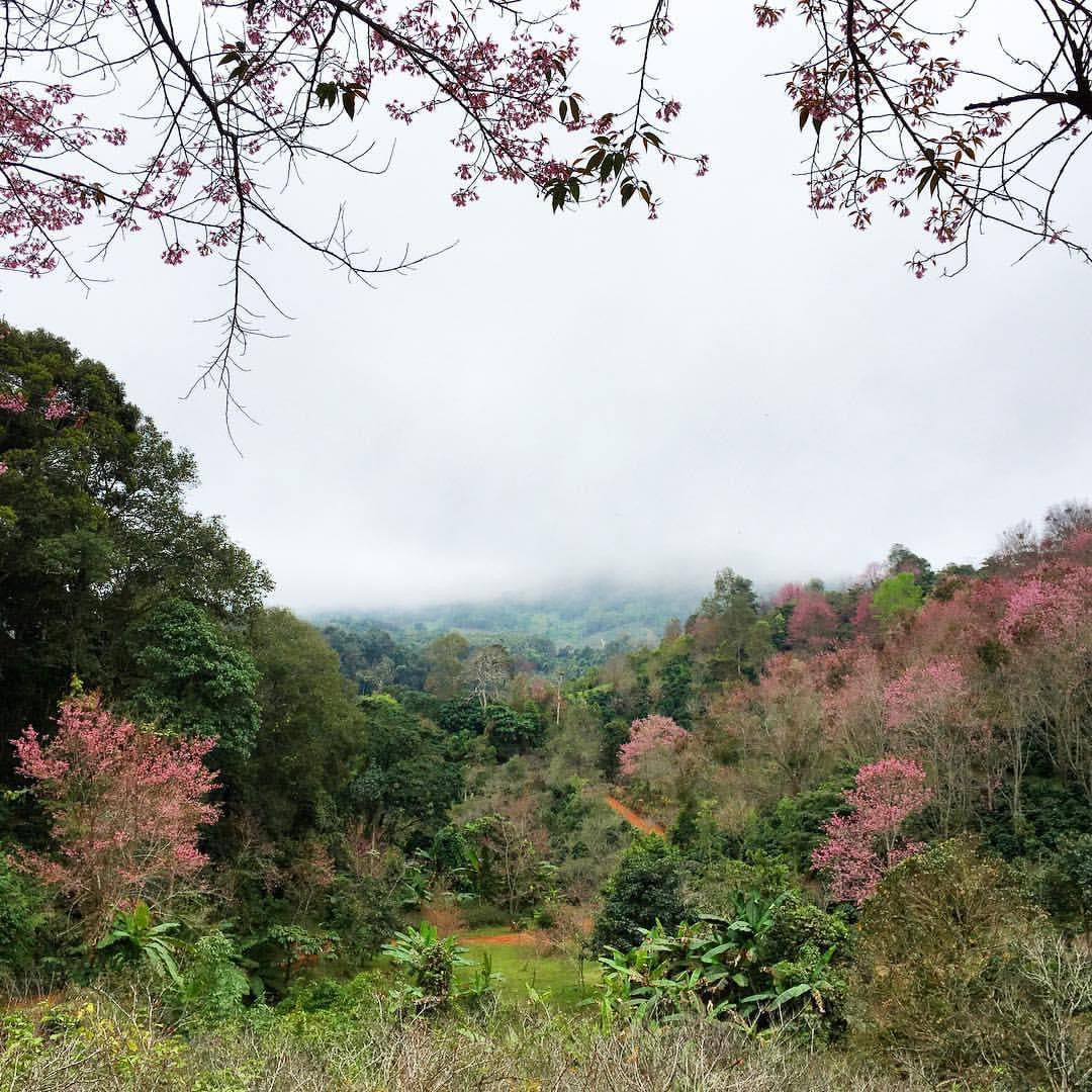 Thailand Pink Valley Anaerobic Natural Light Roast Coffee Beans