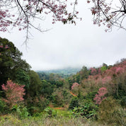 Thailand Pink Valley Anaerobic Natural Light Roast Coffee Beans