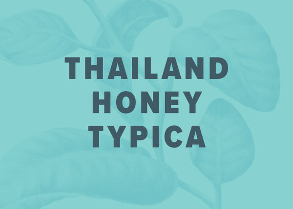 Thailand Honey Typica