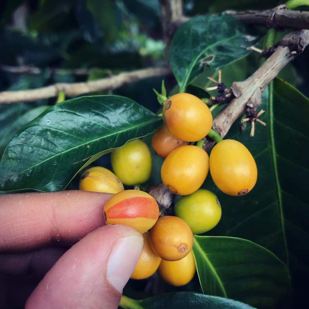 Hawaii Ka'u Yellow Caturra Anaerobic Natural