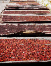 イエメン ハラーズ・マハル アキークル乾燥ステーション