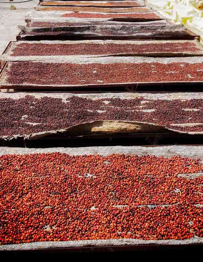 イエメン ハラーズ・マハル アキークル乾燥ステーション